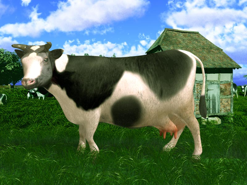 Cow002