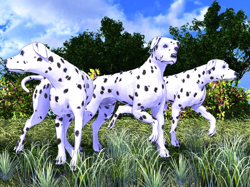 Dalmatianx3dog1